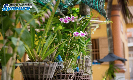 CHÙA BỬU TÍCH – NƠI CHẮP CÁNH ƯỚC MƠ